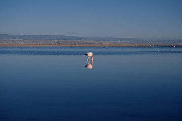 Fototapeta na wymiar flamingo in the lake