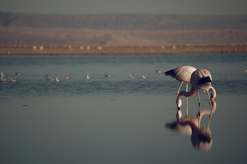 flamingos on the lake