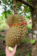 Young Durian is an agricultural fruit in tropical garden in Thailand