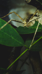 stick insect horned head macro photography camouflage terrarium breeding insect eating green leaf feeding animal