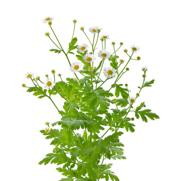 Fresh blooming Feverfew