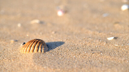 Fototapeta na wymiar Sand shell background
