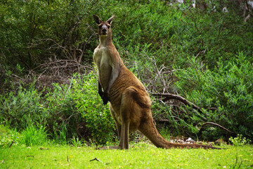 Male Western Grey Kangaroo, sitting upright, in its natural habitat in Southwest Western Australia, frontal view © anjahennern