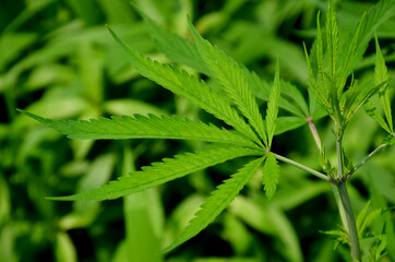 Fototapeta na wymiar the green marijuana plant i