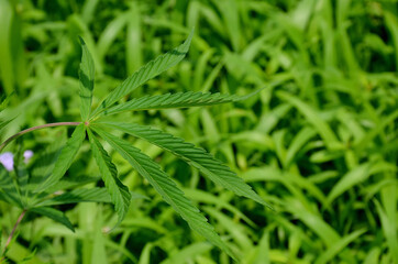 the green marijuana leaf with plant