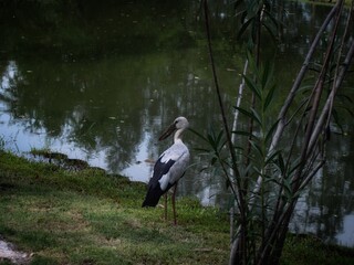 black winged stilt
