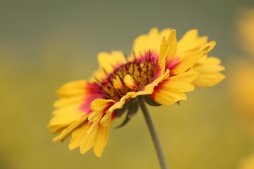 yellow flower on a green background