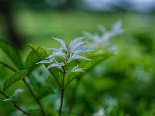 close up of a plant