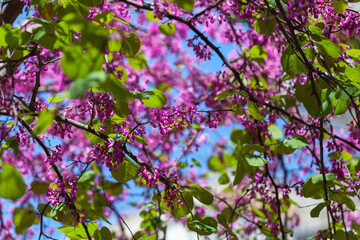 Beautiful colors of spring from the leaves of the tree which consists green, purple, pink with a blue sky background. Shadow and sun hitting the leaves.