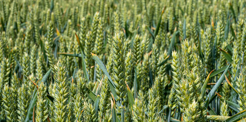 Barley Grain growing in Green Field Low Level Panoramic View