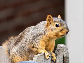 Squirrel with brown fur perched over the top of a wooden fence looking in the distance.  Wildlife rodent animal in nature.