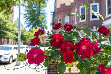 Fototapeta na wymiar Beautiful Red Rose Bush during Spring in a Home Garden along the Sidewalk in Sunnyside Queens New York