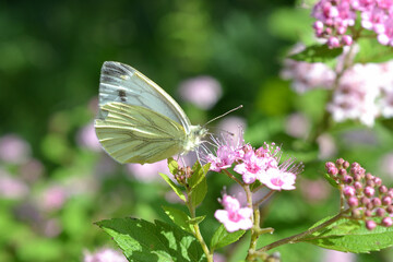 Butterfly on pink flower