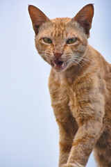 Obraz premium portrait of a cat