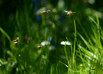 Bienen Insekten Weise