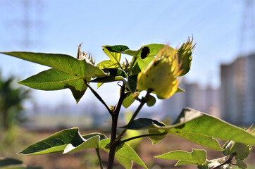 No campo cápsulas do Gossypium crescendo  em dia ensolarado