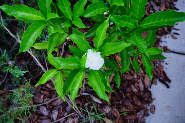Tabernaemontana divaricata Crape Jasmine, Pinwheel Flower	