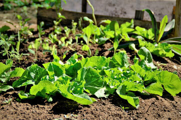 Pequena plantação lactuca sativa na horta