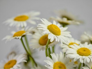 Fresh cut daisy wildflowers up close in a macro photography shot against a white background.  White and yellow flowers.
