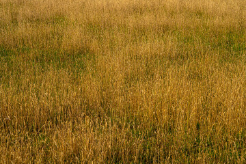 Wild Grass Grain growing in Green Field