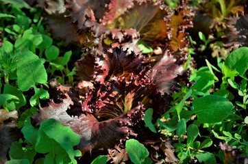 Lactuca sativa roxa crescendo no meio da horta