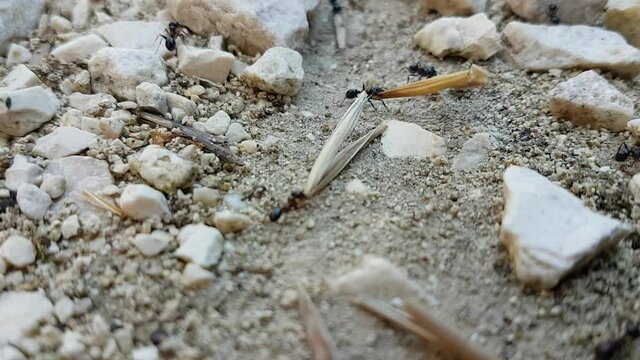 ants working carryig seeds to their nest