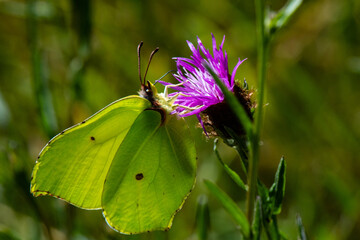 papillon citron sur cirse des champs
