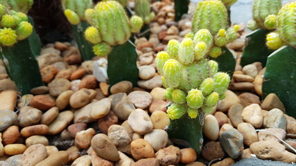 cactus in the desert
