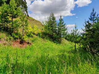 young pine trees among green grass near the hill on a background of blue sky on a sunny day