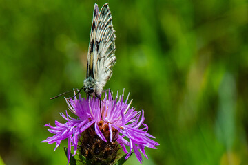 demi deuil sur cirse des champs