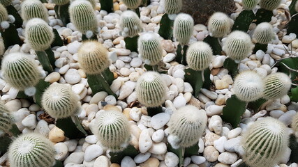cactus close up