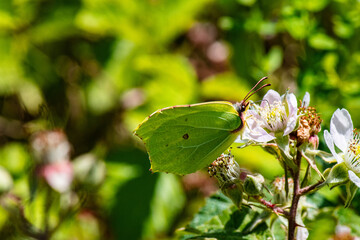 papillon citron sur fleurs de murier