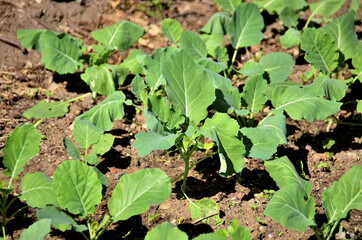 Algumas mudas da Brassica oleracea na horta no quintal