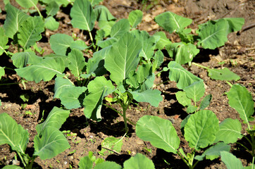 Mudas de Brassica oleracea crescendo no quintal