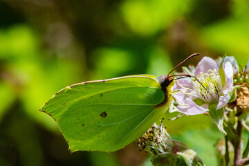 papillon citron sur fleurs de murier
