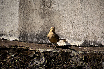 Pássaro Mimus saturninus pousado no muro 