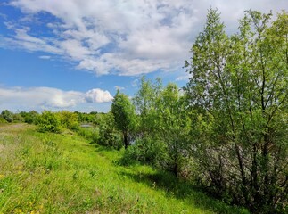 beautiful sunny landscape with green grass and trees on a background of blue sky with clouds