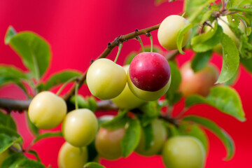 green and red wild plums on a tree on a bright red background