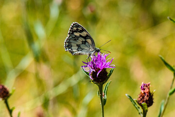 demi deuil sur cirse des champs
