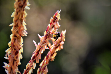 Abelha  trigona spinipes trabalhando na flor do milho