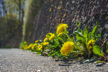 Löwenzahn wächst zwischen Steinmauer und geteertem Bordstein heraus. Gelbe Blüten mit grünen...