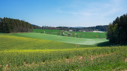 Rapsfeld mit Feldern und Wald im Hintergrund. Blauer Himmel, Frühjahr, Deutschland. Grüne Tönung. (1)