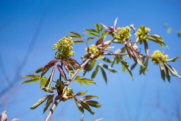Obraz premium Blüten vom wilden roten Holunder in Deutschland. Blauer Himmel im Hintergrund. Frühjahr. 