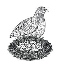 vector illustration of a quail with a nest with eggs - obrazy, fototapety, plakaty