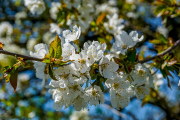 Blüten von Wildkirsche als Nahaufnahme im Frühjahr, Nahaufnahme, Deutschland.