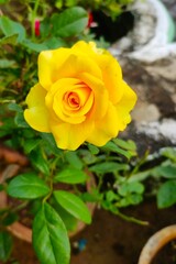 yellow rose in the garden