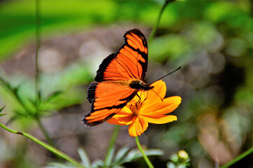 Borboleta Dryas Julia na flor de cosmos
