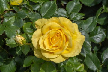 バラの花　Beautiful rose flower just bloomed