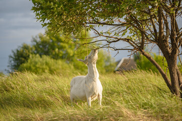 Fototapeta premium A white goat tries to grab the leaves of a tree at sunset. Rural scene, copy space, selective focus