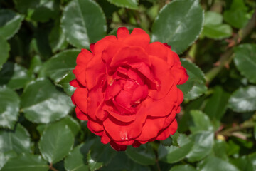 バラの花　Beautiful rose flower just bloomed